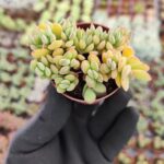 Crassula Lanuginosa Sukulent