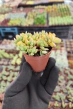 Crassula Lanuginosa Sukulent - Görsel 2