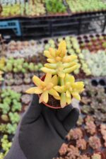 Sedum nussbaumerianum - Görsel 2