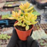 Sedum nussbaumerianum
