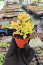 Sedum nussbaumerianum