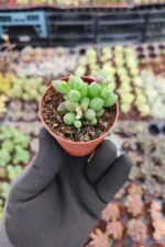 Senecio Herreianus (Karpuz tesbih) - Görsel 2