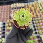 Aeonium Arboreum Sukulent