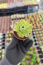 Aeonium Arboreum Sukulent
