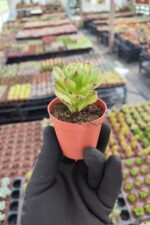 Aeonium Arboreum Sukulent - Görsel 2