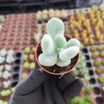 Pachyphytum Oviferum