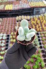 Pachyphytum Oviferum