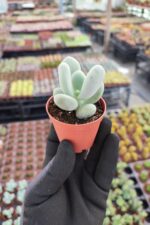 Pachyphytum Oviferum - Görsel 2