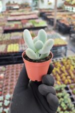 Pachyphytum Oviferum - Görsel 3