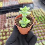 Crassula rupestris