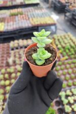 Crassula rupestris