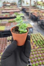 Crassula rupestris - Görsel 2