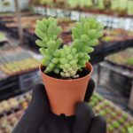 Sedum Burrito Sukulent