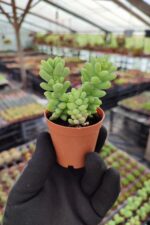 Sedum Burrito Sukulent