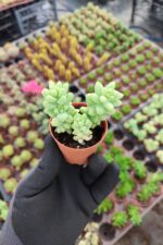 Sedum Burrito Sukulent - Görsel 2