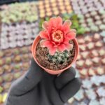 Gymnocalycium Baldanium Kaktüs