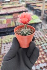 Gymnocalycium Baldanium Kaktüs - Görsel 2