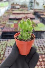Cereus Peruvianus Cristata - Görsel 3