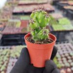 Cereus Peruvianus Cristata