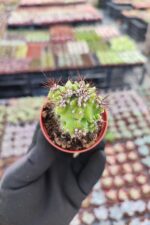 Cereus Peruvianus Cristata - Görsel 2