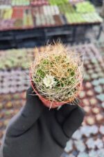 Mammillaria decipiens - Görsel 2
