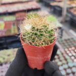 Mammillaria decipiens