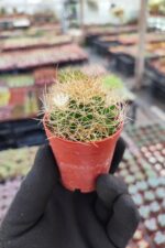 Mammillaria decipiens