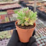 Sedum Rubrotinctum aurora