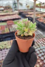 Sedum Rubrotinctum aurora