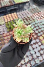 Sedum Rubrotinctum aurora - Görsel 2