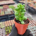 Sedum hernandezii