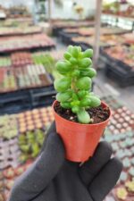 Sedum hernandezii