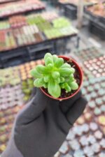 Sedum hernandezii - Görsel 2