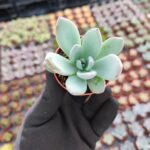 Echeveria Powderpuff Sukulent