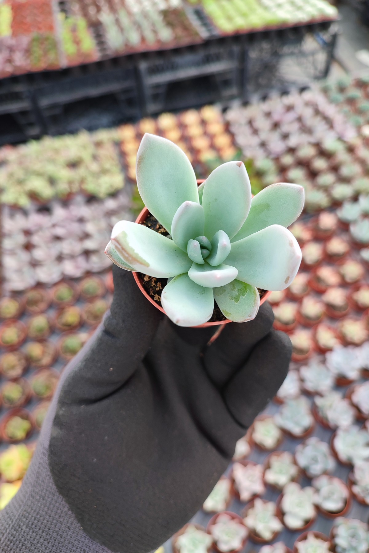 IMG_20260610_161333 Echeveria Powderpuff Sukulent - Görsel 1