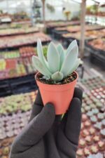 Echeveria Powderpuff Sukulent - Görsel 2