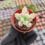 Pachyphytum hookeri