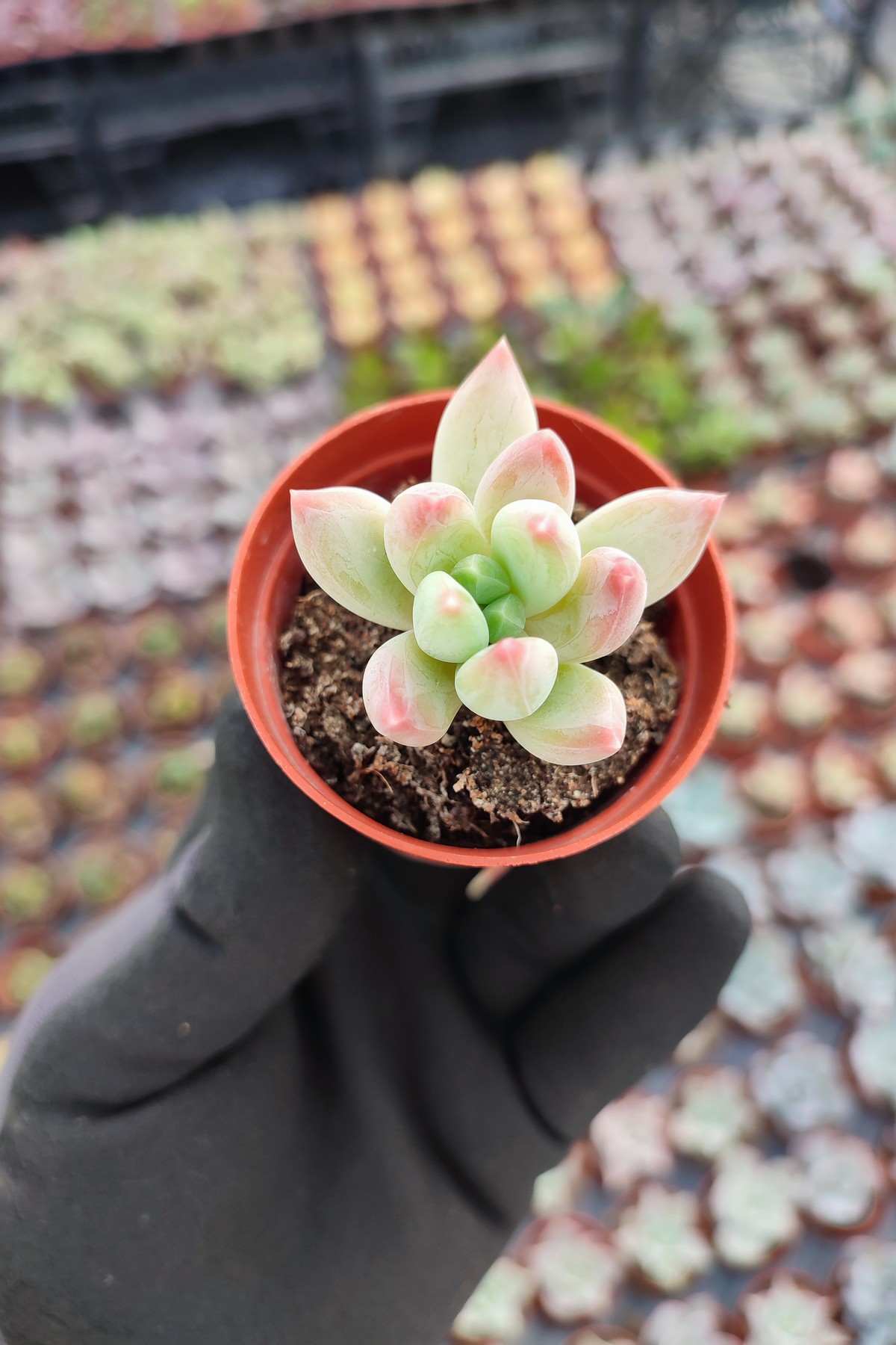 IMG_20260610_161407 Pachyphytum hookeri - Görsel 1