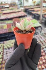 Pachyphytum hookeri - Görsel 2