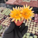 Chamaecereus Hirbit (Sarı çiçek)