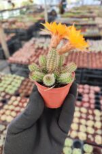 Chamaecereus Hirbit (Sarı çiçek) - Görsel 2