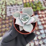 Echeveria madiba