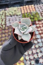 Echeveria madiba