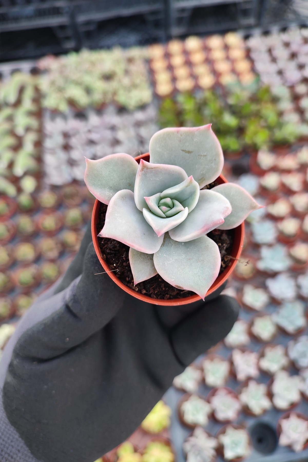 IMG_20260610_161754 Echeveria madiba - Görsel 1