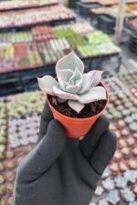 Echeveria madiba - Görsel 2