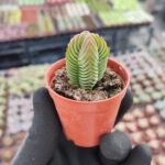Crassula Budha Temple Sukulent
