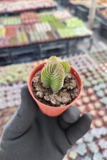 Crassula Budha Temple Sukulent - Görsel 2
