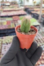 Crassula Budha Temple Sukulent - Görsel 3