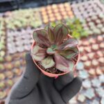 Echeveria Nodulosa Maruba