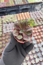Echeveria Nodulosa Maruba